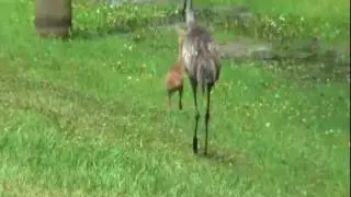 babycrane.wmv