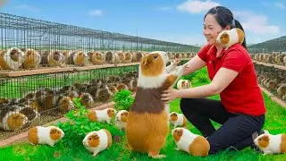 Harvesting Super Cute Multicolored Guinea Pigs & Go To Market Sell - Animal Care, Country life