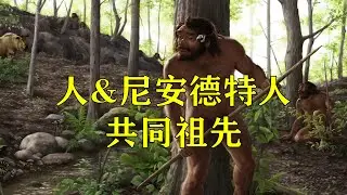 人&尼安德特人的共同祖先？摩洛哥的早期人族是智人谱系的基础