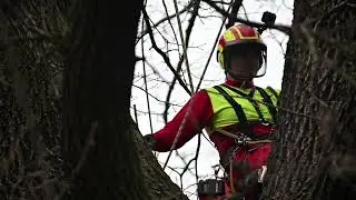 Pielęgnacja pomnika przyrody w Bielsku-Białej na ul.Mari Konopnickej.