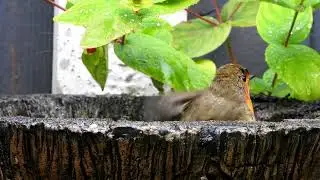 Resident robin drops in for a bath 
