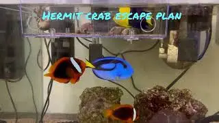 Hermit crab 🐚 escape plan
