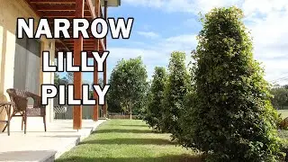 PINNACLE&trade; Syzygium an Australian native narrow screening tree | Ozbreed Advanced Tree Range
