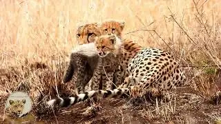 Did Cheetah Cubs Survive a Lion Attack?
