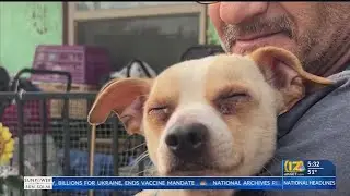 Lifeless dog, suffering from smoke inhalation, brought back with K9 oxygen treatment at east Bakersf