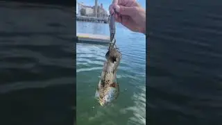 Squid off the pirie boat ramp !!!!
