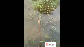 amazing Predatory Fish catching fish on rice field so funny happy catching fish big fishes big rain