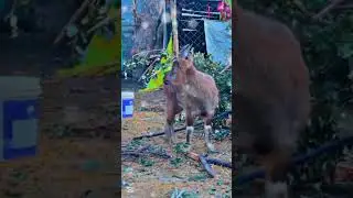 #Markhor#Wildlife#MountainGoat#NatureLovers#PakistanWildlife #Azlans-world66