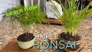 How To Make a SIMPLE BONSAI | Accent Plant for Bonsai