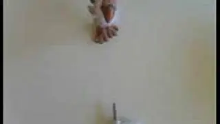 Seagull Animation