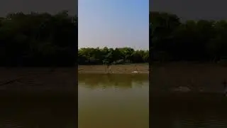 Fraserganj Fishing Harbour |Bakkhali #shortvideo #short #shorts #bakkhali #mangrove #river #fishing