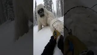 😱 POV: I Freed a Giant Yeti from Barbed Wire in Snowy Forest! One-Shot Rescue ❄️🦍