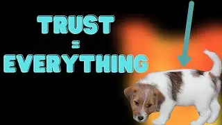 Building Trust With Jack Russell Terriers (My Top 6 Tips)