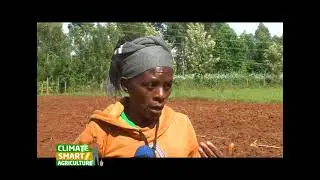 Finally, a solution to Striga hermonthica or witch weed. Kichawi Kill, a first for Kenya. Part 2