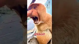 3 Monkey Screams You Should Never Hear Alone at Night#animallife #animals #wildanimals #viralvideo