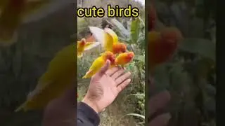 cute yellow birds.#shorts #albs2 #asmrbirds