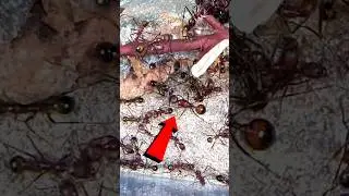 Finding my queen ant