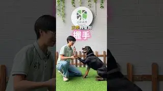 簡單三步讓狗把手手交給你～🐾狗狗還不會握手嗎？趕緊收藏起來吧！💖 #新竹訓犬 #訓練 #寵物訓練 #握手 #新竹寵物訓練 #教學 #萌寵 #狗狗 #寵物 #技能 #training #pets
