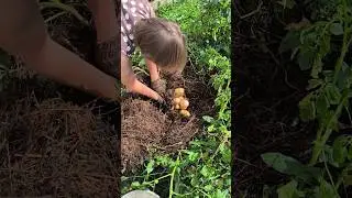 Как собирают чистую картошку под мульчей.