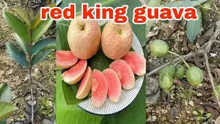 Red king guava farming kase kare A2Z jankari l contact 7478411841 #farming 
