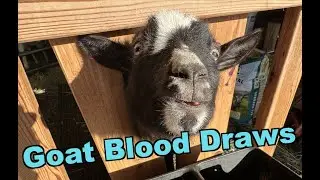 Goat Care: Drawing Blood from Goats 101: Testing Goats For Disease!