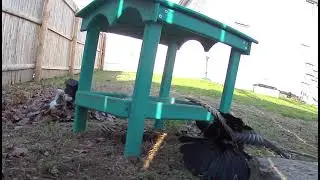 Common Grackle ... Interesting ... Hmmmmm, a mating ritual perhaps?? 😬😮     4-10-21