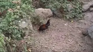 Tenerife, Barranco del Infierno, Adeje, Tenerife.