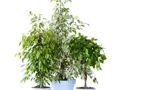 Cuidados del ficus benjamina - Jardinería