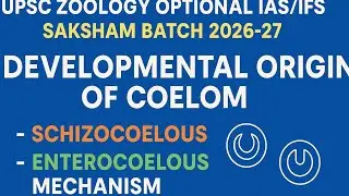 DEVELOPMENTAL ORIGIN OF COELOM//SCHIZOCOELOUS AND ENTEROCOELOUS MECHANISM//UPSC ZOOLOGY OPTIONAL.