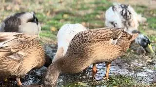 A little bit of Duck ASMR #ASMR #asmr #Duck #ducks #duckadventures 