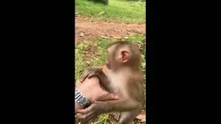 Monkey behavior: some are lazy, some fight each other, and some groom and help one another 😂🌿