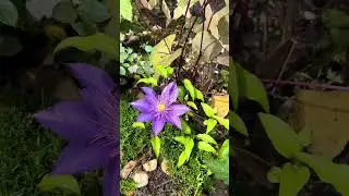 Clematis Crystal Fountain 水晶喷泉