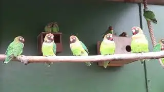 Pure Bird sounds