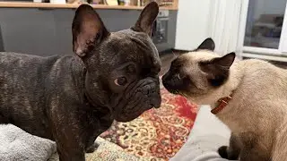 Everyday Life of the French Bulldog in Russia
