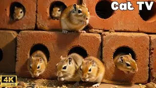 Interactive Cat TV &ndash; Mice Chase & Hide in Brick Tunnel Maze | 8 Hour 4K UHD!