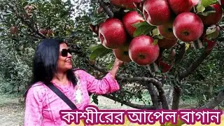 কাশ্মীরের আপেল বাগান#Apple garden of Kashmir#আপেল বাগান# আপেল গাছ @Roof_Gardening