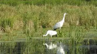 Whooping Cranes Calling