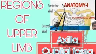 Regions of Upper limb|Axilla,cubital fossa,carpral tunnel and syndrome