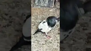 trending pigeon#fancy#shortvideo #ytshorts #corbett #uttrakhnd #bird