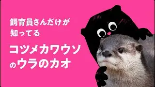 これがカワウソの本気！ドジョウを全力で追いかける姿と鳴き声が大迫力
