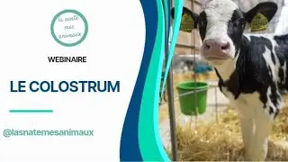 Le colostrum chez les veaux 🍼🐄 𝗪𝗲𝗯𝗶𝗻𝗮𝗶𝗿𝗲 