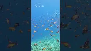 Ocean Calm on the Reef 🌊 | Take a Breath #shorts  #oceancalm #takeabreath #underwaterrelaxation