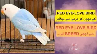 red-eye love bird chick care || red-eye love bird breed care || protect red eye chick from dyeing