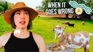Genetic Defects in Goats... And a Hard Decision for Our Herd 😔