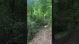Pamulaklakin Forest Trail, Subic 🇵🇭 #hike #subic #nature re