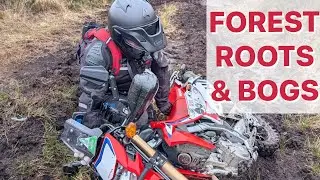 Tree roots, forests and bogs for the 1st time