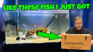 QUARANTINE NEW SALTWATER FISH TO STOP THE SPREAD OF DISEASE TO HEALTHY FISH