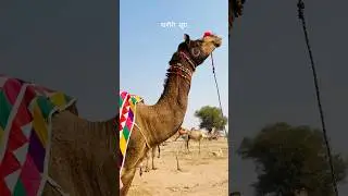 नागौर पशु मैले में असली नागोरी सूरा
