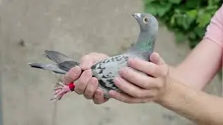 Le Pigeon Belge constateur: Julien Lelièvre