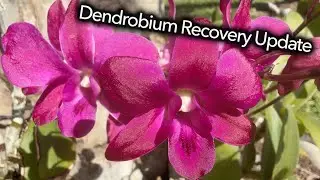 Dendrobium Recovery and Update
